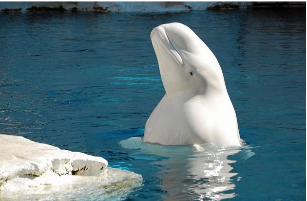 beluga